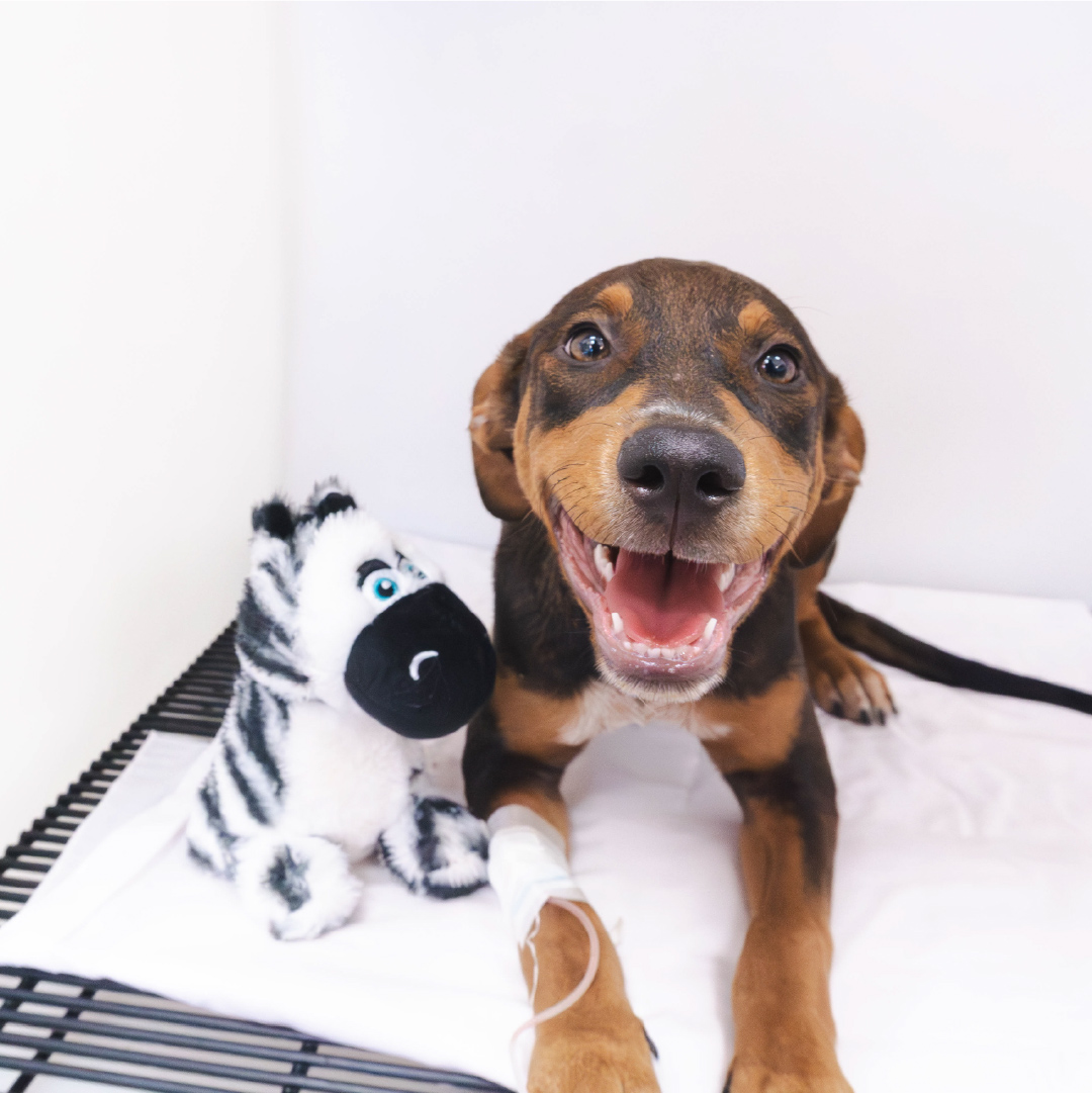 1. Fotografías contenido - HOME_HOSPITAL VETERINARIO