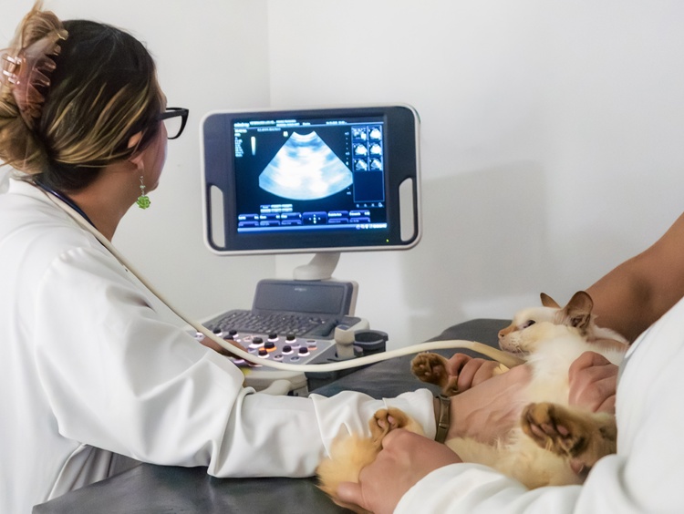 2. Fotos - SERVICIOS_ATENCIÓN VETERINARIA 24 HORAS