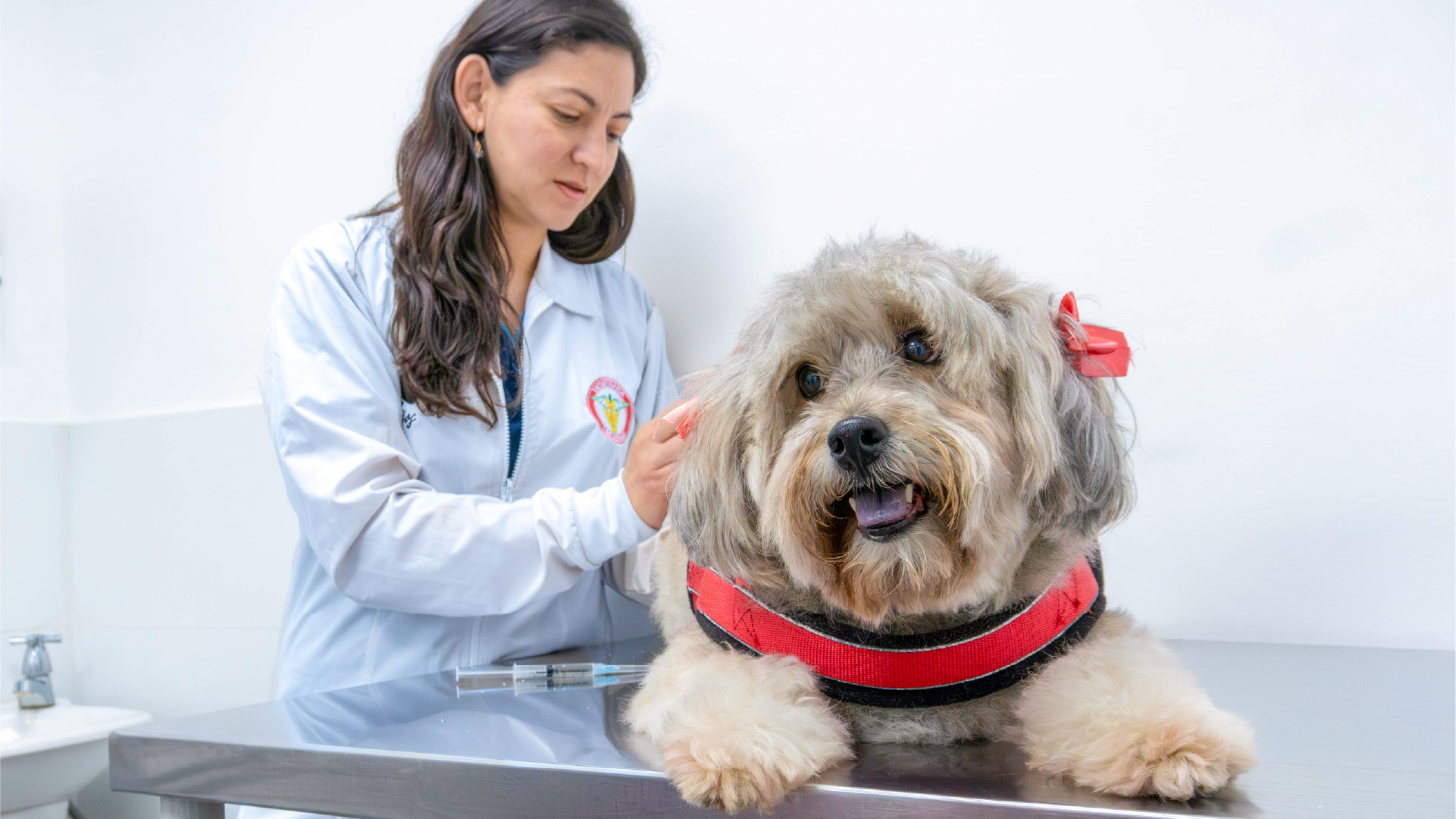 3. Banner - SOBRE NOSOTROS_IMG02 esterilizacion y castracion