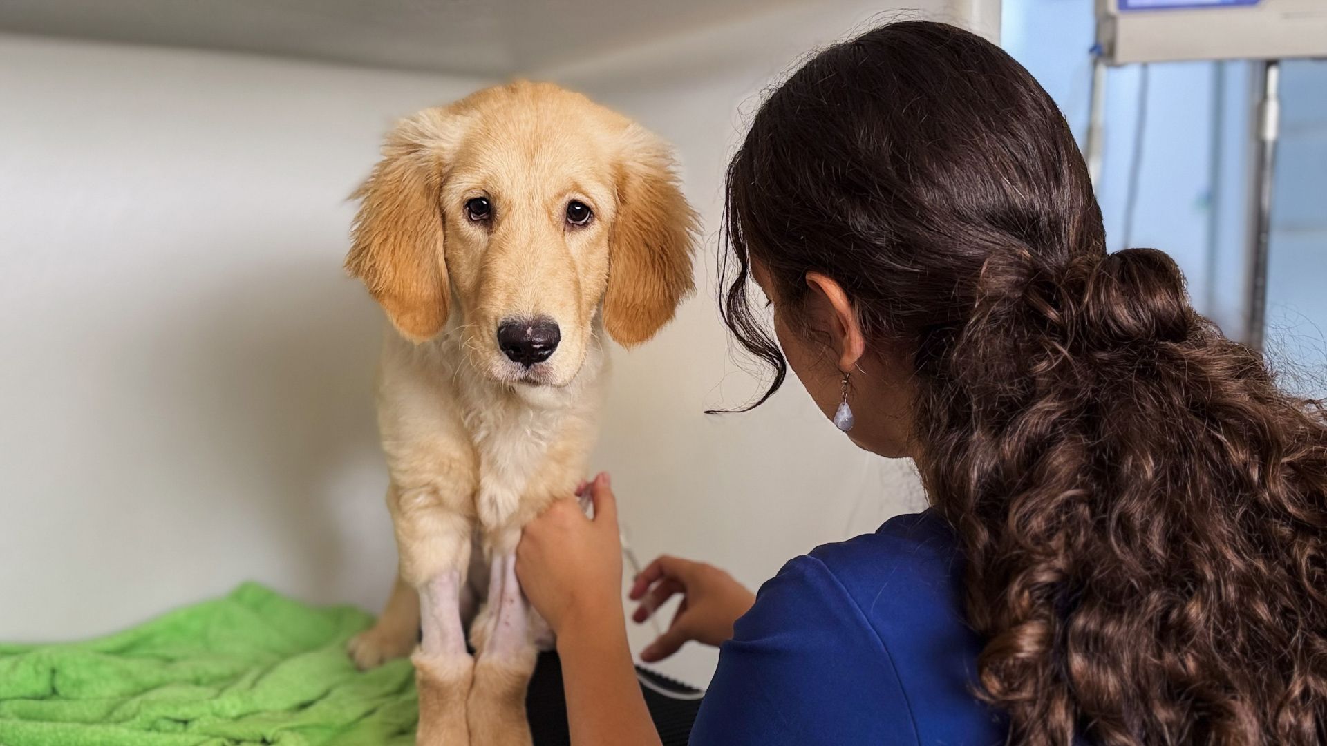 7. OTROS SERVICIOS VETERINARIOS - CLÍNICA VETERINARIA_ESPECIALIDADES